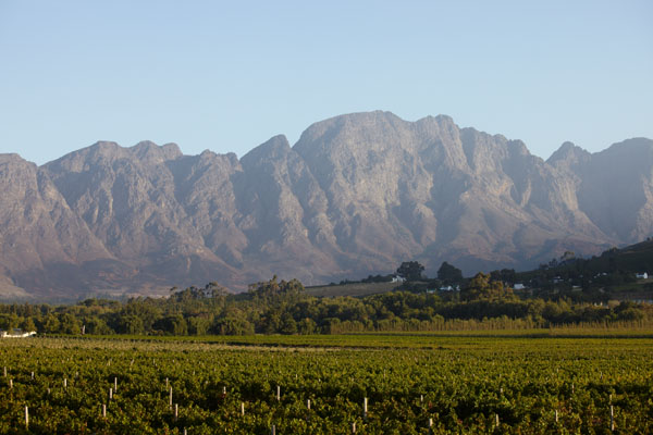 Vineyards and mountains in Stellenbosch, South Africa