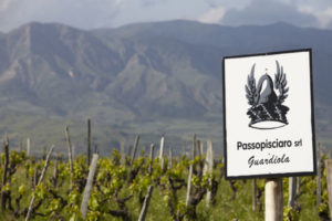 In the vineyards on the slopes of Etna, Sicily