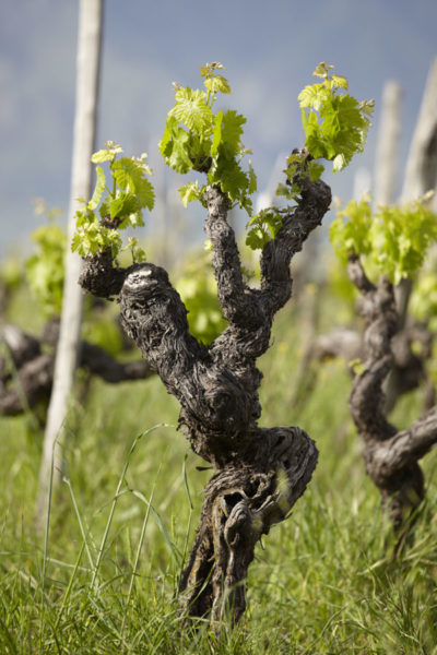 A vine struggling in the poor soil on the Etna slopes, Sicily