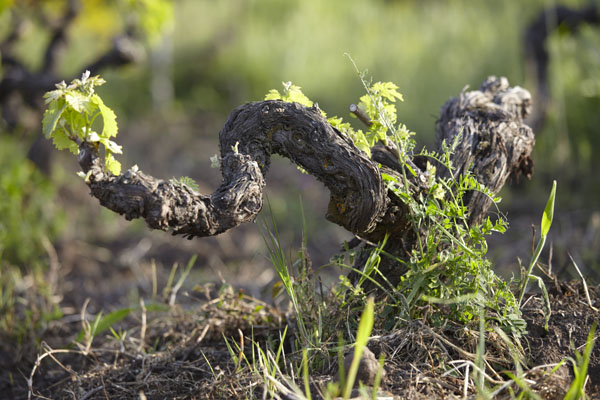 A vine struggling in the poor soil on the Etna slopes, Sicily