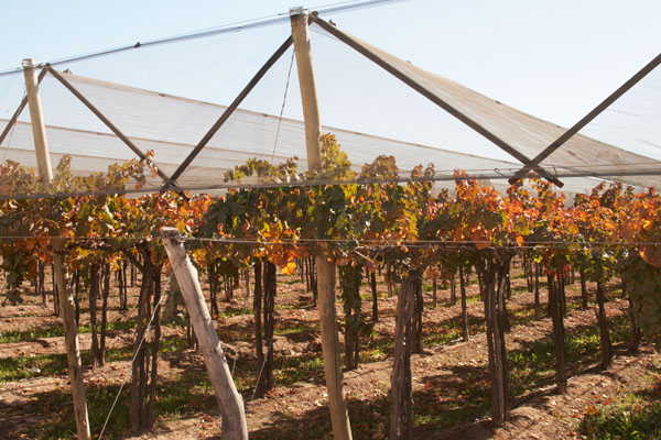 Vineyards in Argentina