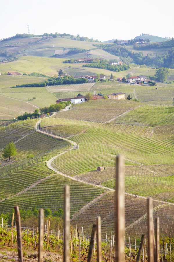 A vineyard in the Piedmont