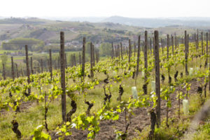 A vineyard in the Piedmont A vineyard in the Piedmont