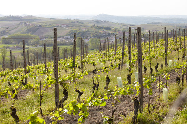 A vineyard in the Piedmont