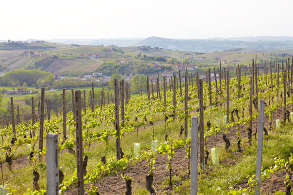 A vineyard in the Piedmont