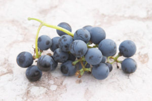 Rondinella grapes in Veneto