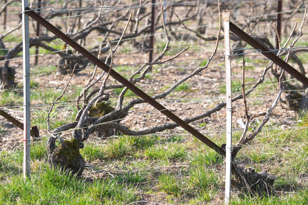 Vines in a vineyard in Champagne