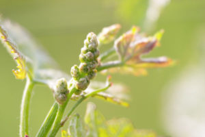 Buds in spring in a Veneto vineyard