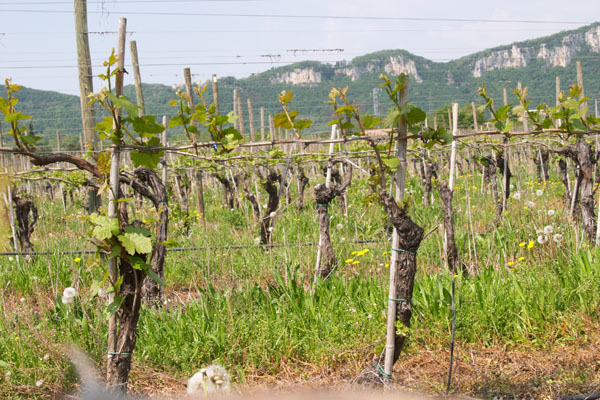 The Le Fraghe vineyard in Bardolino, Veneto, Italy