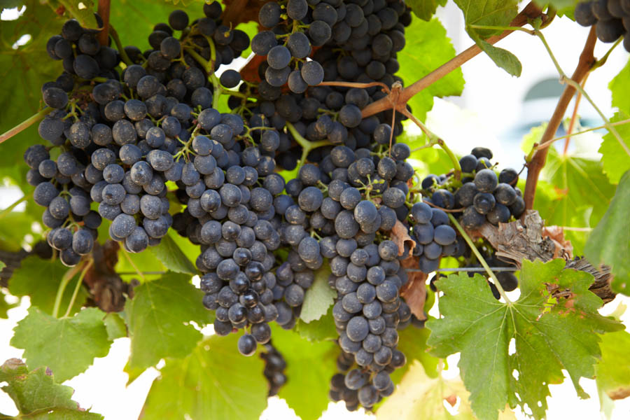 Ripe for picking, pinotage?