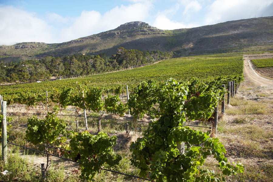 The vineyards climbing uphill