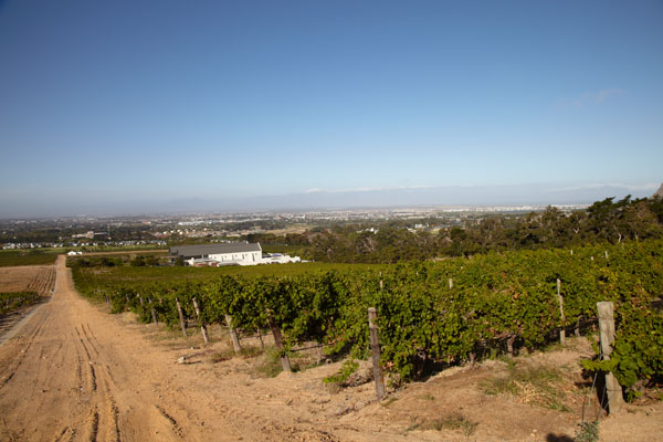 Cape vineyards