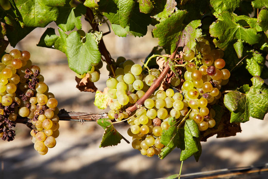 White grapes ready to be picked. Sauvignon blanc?