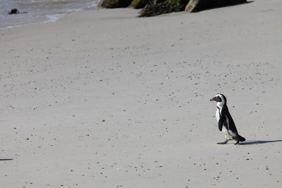 A penguin on Boulders Beach