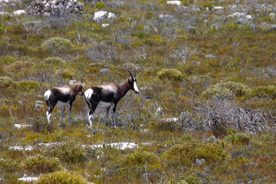 Two blesbuck antelopes on the lookout