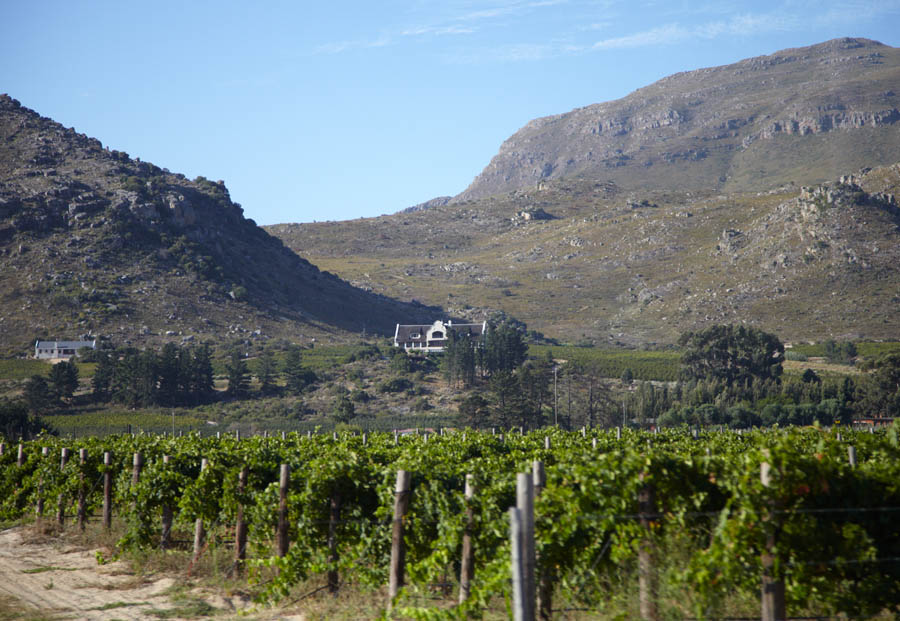 A vineyard in the mountains