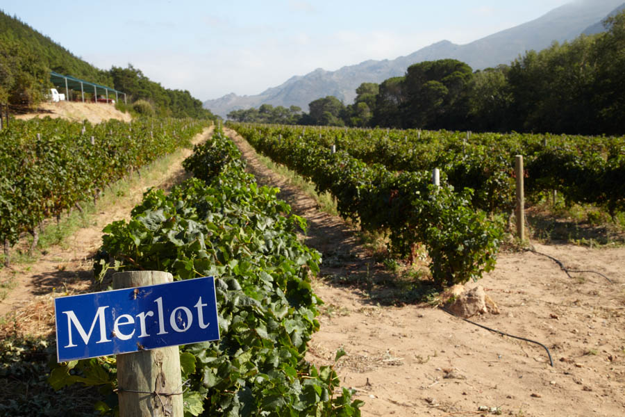 Merlot in the vineyards