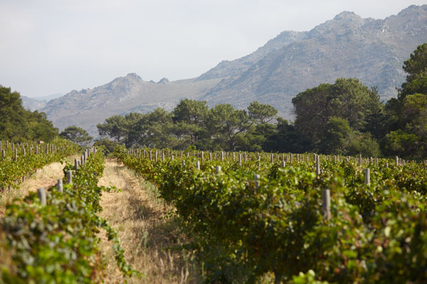 Vineyards in Franschhoek