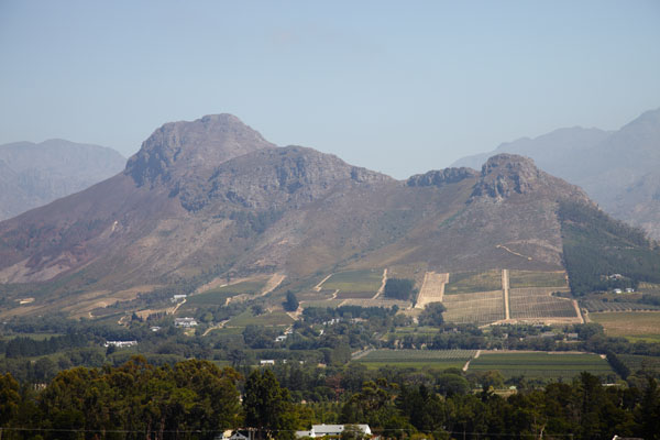 Vineyards and mountains in Stellenbosch