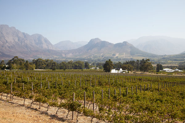 Vineyards and mountains in Stellenbosch