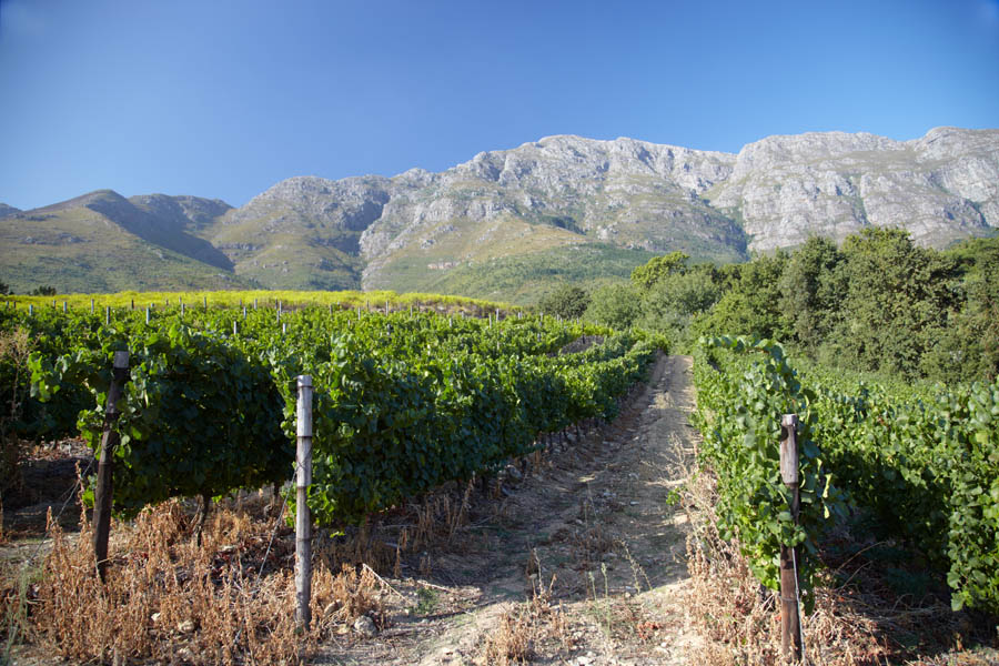 Vineyards in the Franschhoek Valley