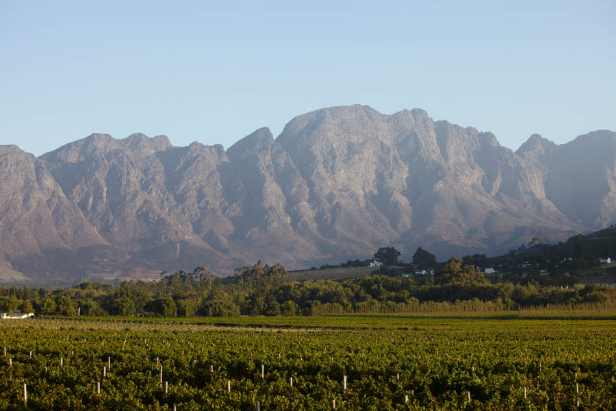 Vineyards in Franschhoek