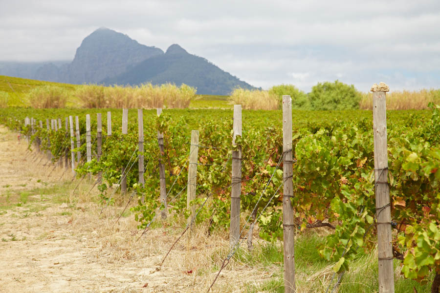 Vineyards an a high mountain top