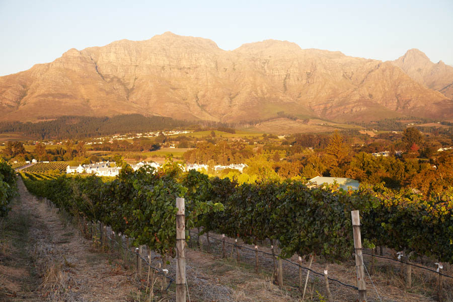 Sunset over the Stellenbosch vineyards
