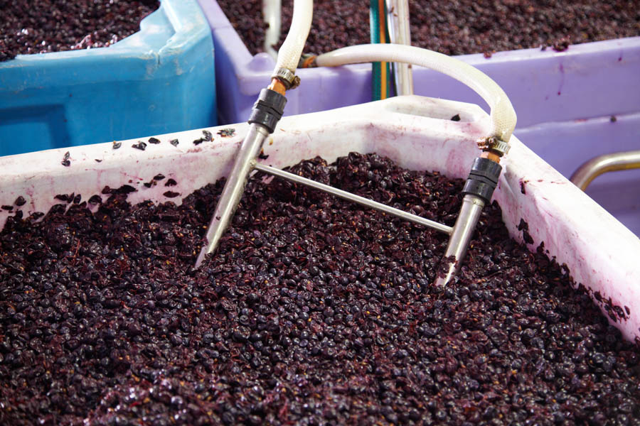 Fermenting grapes in a container