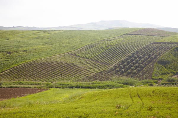 Vinyards in the rolling hills of Sicily