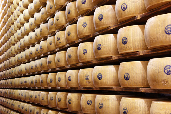 Parmesa cheese, pamigiano reggiano maturing in the cellar