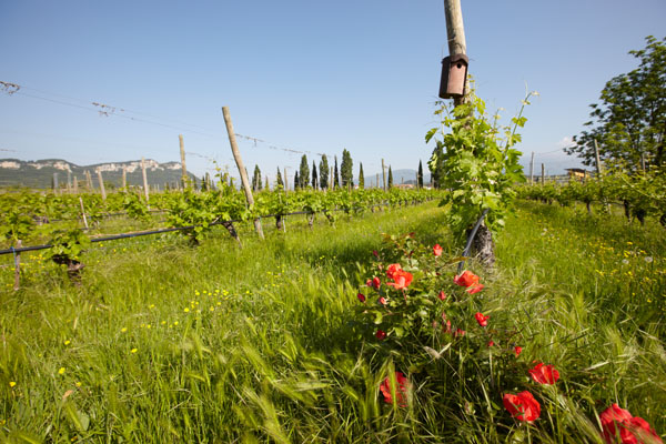 The Le Fraghe vineyard in Bardolino, Veneto, Italy