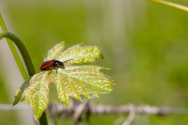 A small beetle on a vine leaf in Bardolino, Veneto