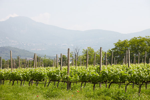 The Le Fraghe vineyard in Bardolino, Veneto, Italy