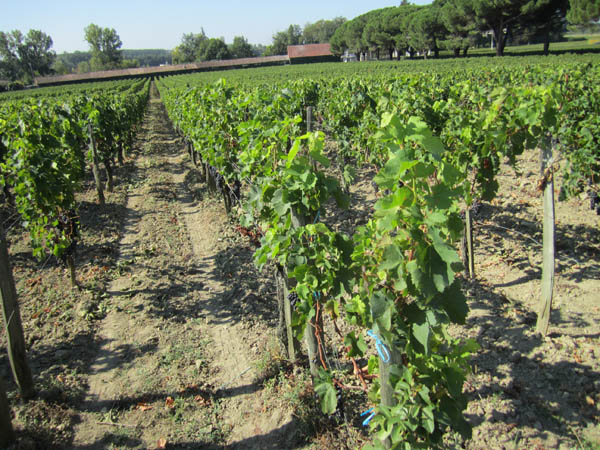 Bordeaux vineyards in sunshine just shortly before harvest