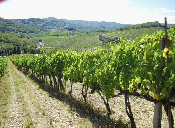 A sangiovese vineyard
