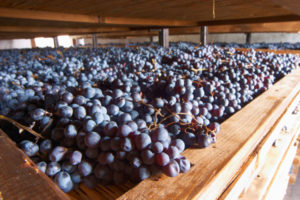 Grapes drying during appassimento for amarone Grapes drying during appassimento for amarone