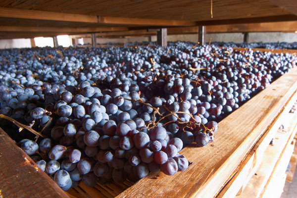Grapes drying during appassimento for amarone