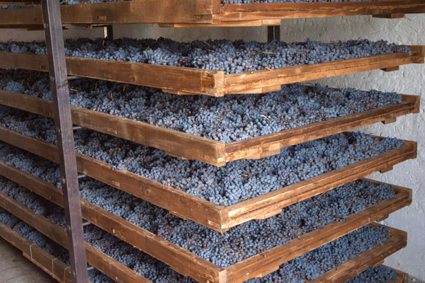 Grapes drying on shelves for amarone during appassimento Grapes drying on shelves for amarone during appassimento