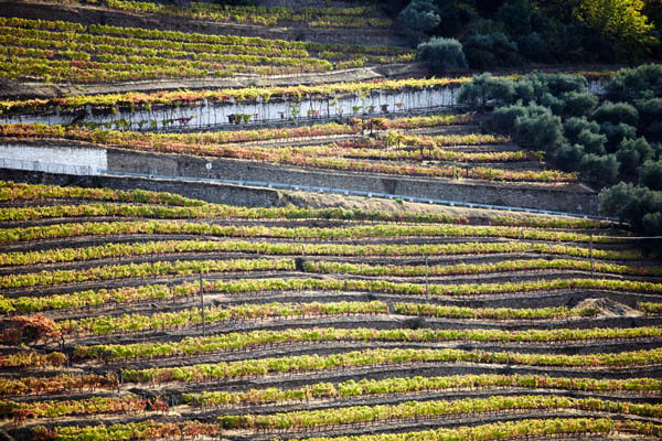 Terraced vineyard in the Douro Valley