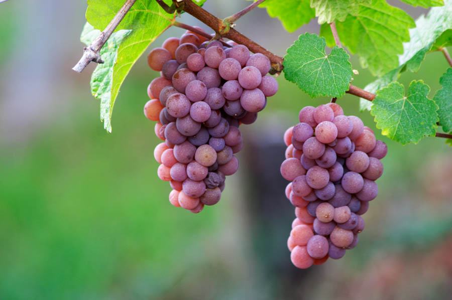 Gewurztraminer grapes in the Brand grand cru vineyard, Turckheim, Alsace