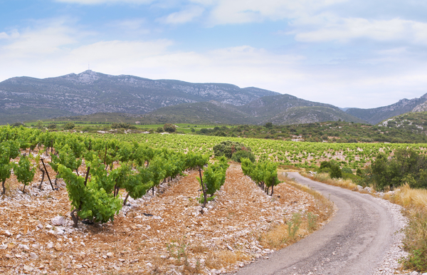 A winding road through the vineyards in the Languedoc