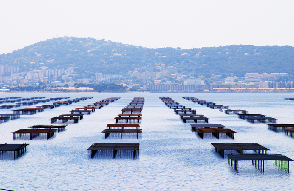 Oyster farming beds