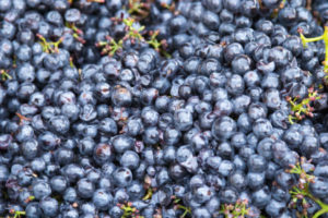 sangiovese grapes