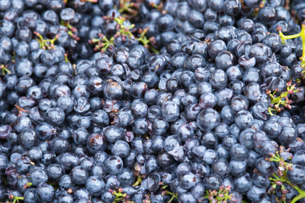 Just harvested sangiovese grapes