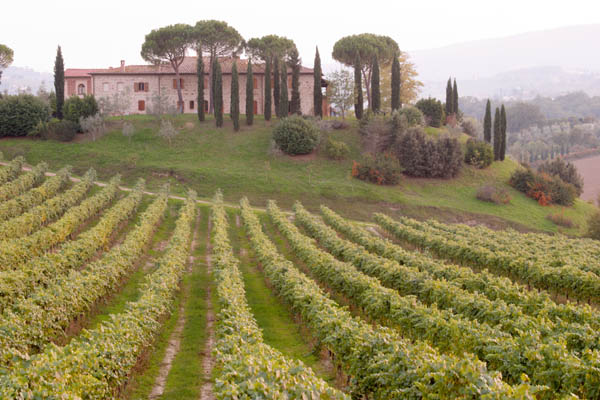 A classic Italian villa with cypresses and a vineyard