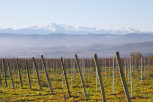 Snow capped mountains beyond the vineyard Snow capped mountains beyond the vineyard