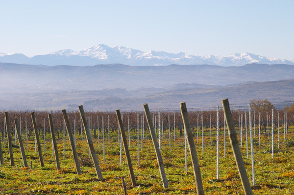 Snow capped mountains beyond the vineyard