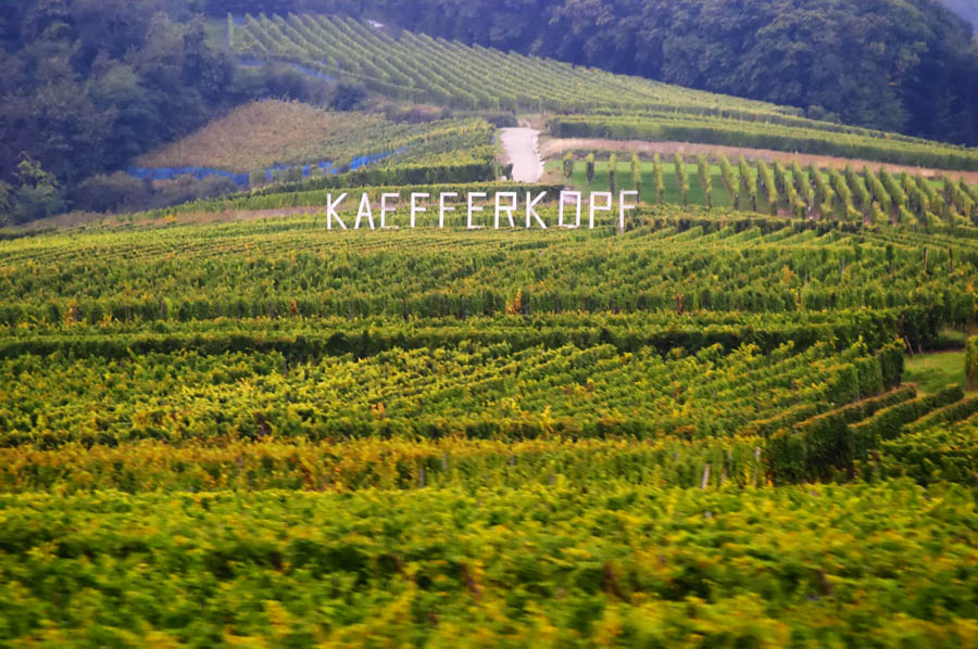 Vineyard at Kaefferkopf grand cru, Ammerschwihr, Alsace
