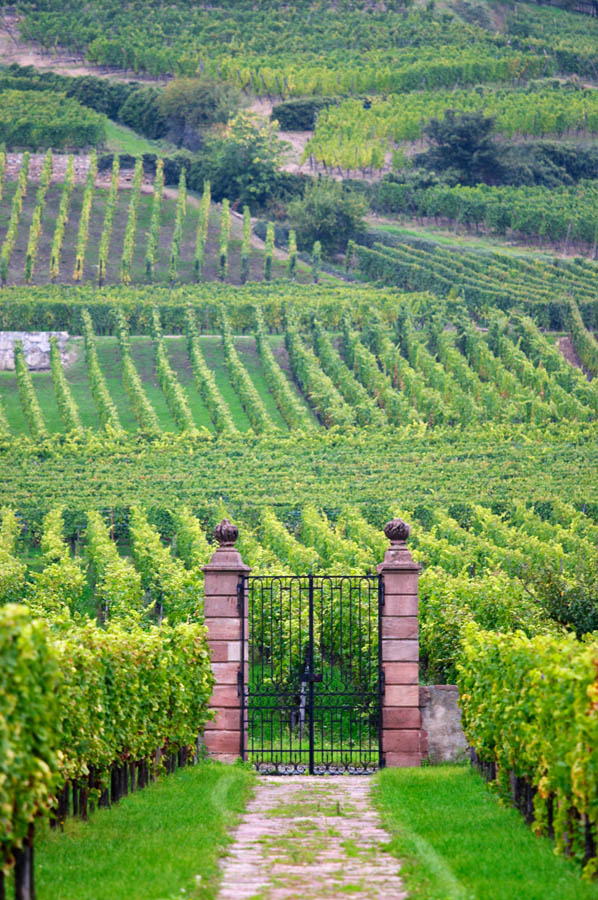 Vineyard in Schlossberg, Grand Cru Kaysersberg, Alsace